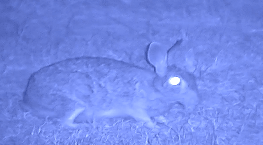 NVx7 Digital Night Sight